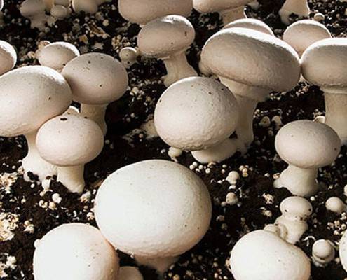 ویژگی سوله پرورش قارچ